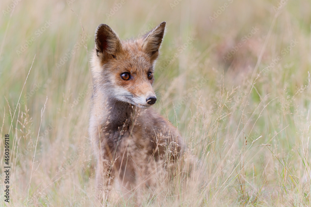 Fototapeta premium Young Red Fox searching for food in a small grassland in National Park Hoge Veluwe in the Netherlands