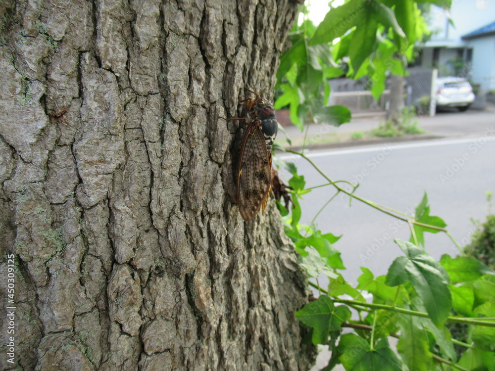 Obraz premium セミ