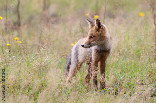 Young Red Fox searching for food in a small grassland in National Park Hoge Veluwe in the Netherlands