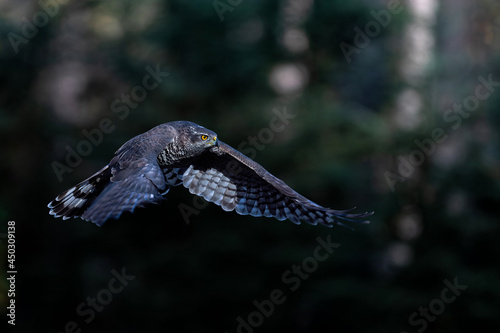 Northern goshawk (accipiter gentilis) flying in autumn in the forest of Noord Brabant in the Netherlands