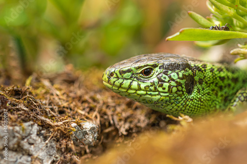 Green lizard on a rock