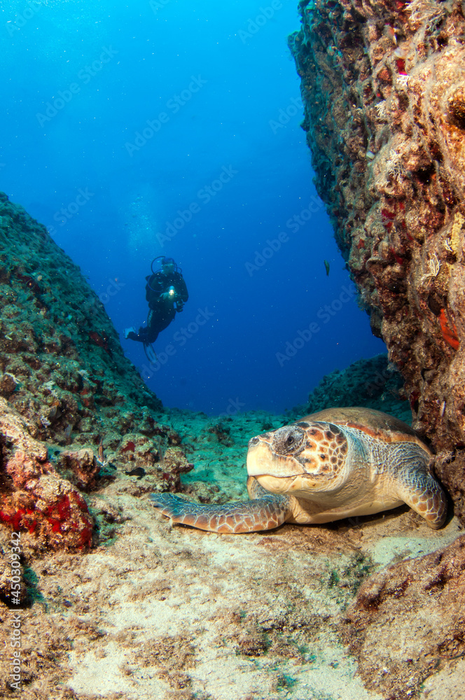 Obraz premium Turtle at Kas, Turkey
