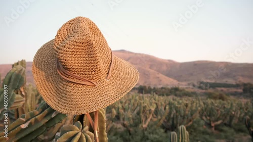 Straw hat on cactus in desert. Cacti forest in wild west Desert Golan heights Israel. Kubo. cowboys in saguaro field. mountain. Green prickly cactus Gymnocalycium or Golden Echinopsis caloc photo