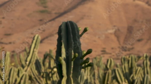 Cactus in a cacti field Slow motion. Green prickly cactus Gymnocalycium. wild west cowboys in Desert Golan heights Israel. Kubo. cowboys in saguaro field. mountain.  photo