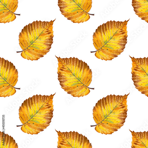 Watercolor illustration pattern autumn yellow leaf of elm tree. Seamless repeating leaf fall print. botanical illustration for textiles, wrapping paper, cards, invitations Isolated on white background
