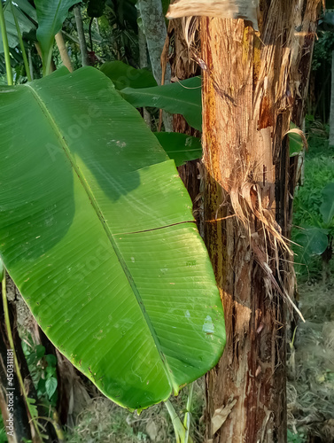tree in the jungle