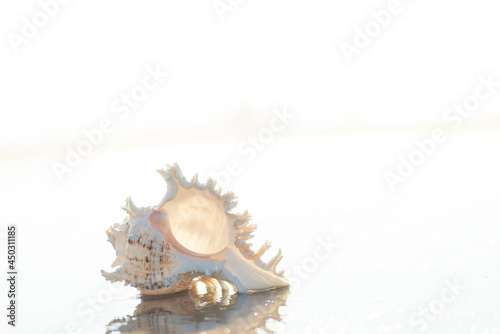 砂浜と貝殻