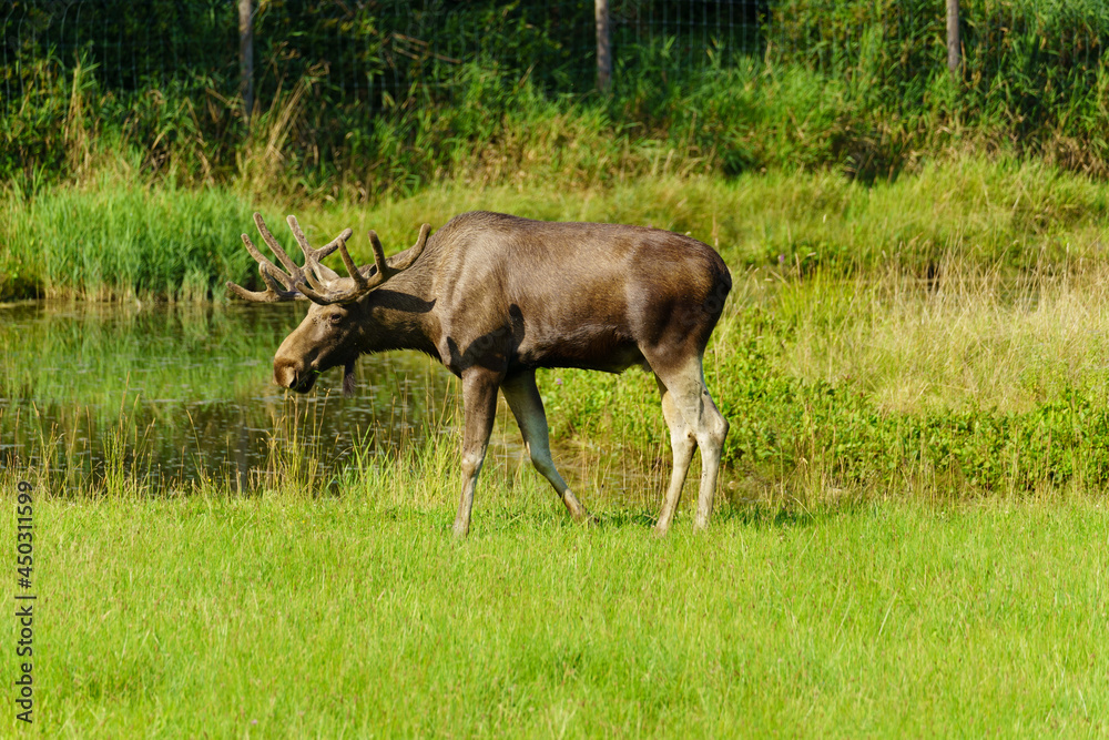 Naklejka premium Elch am Wasser