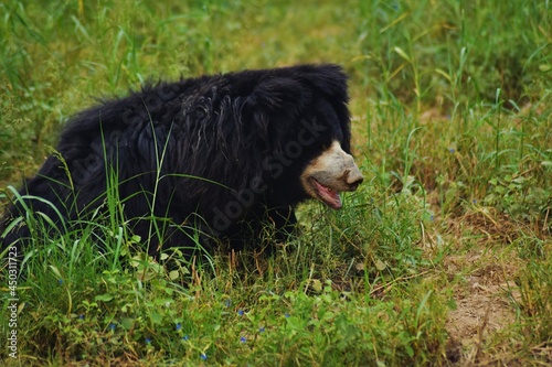 bear in the grass