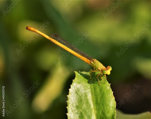 dragonfly on a leaf