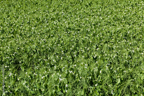 field where green peas grow
