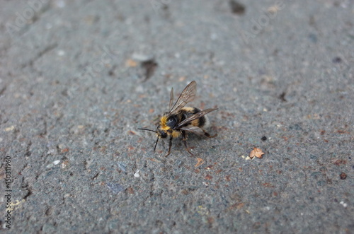 big hairy striped bumblebee in close-up  © nastya_tropinina