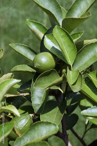 Bearss persian lime (Citrus x latifolia 'Bearss Lime'). Called Seedless lime and Tahiti lime also. Hybrid between Key lime (Citrus x aurantifolia) and Lemon (Citrus limon). photo