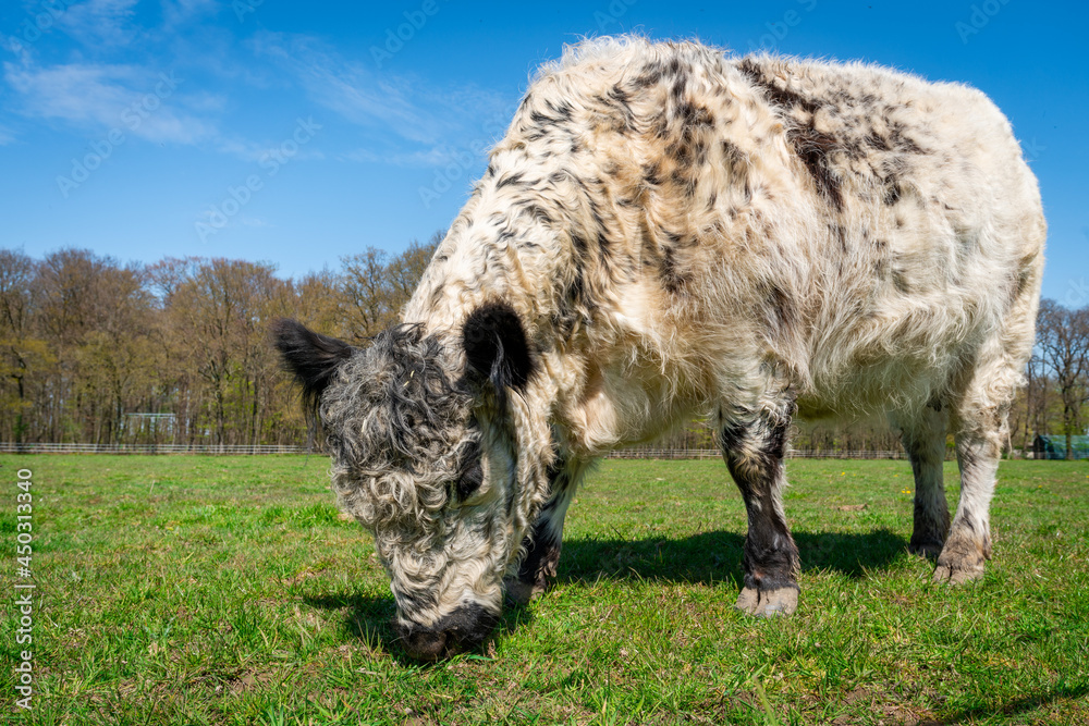 White Highland Cow. cow with long hair White Highland Cow. cow with long hair
