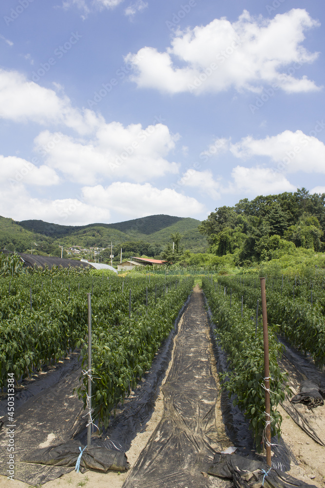 summer rural pepper field scenery. summer rural pepper field scenery.