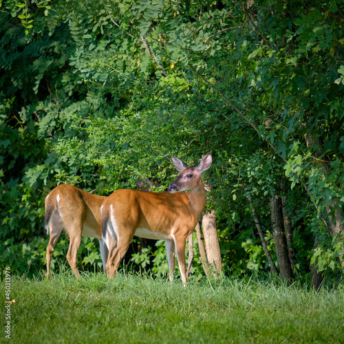 Pair of white tail deer, one looking off into the distance, standing in grass field at edge of forest, with warm light and deep shadows