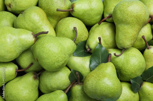 Many fresh ripe pears as background, closeup photo
