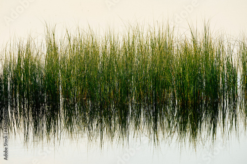 grass and water reflections of a lake