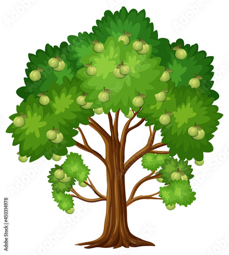 Guava fruit tree isolated on white background