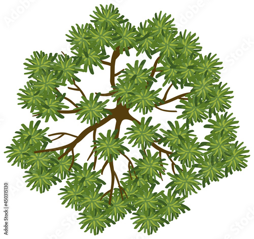 Top view of a tree isolated on white background