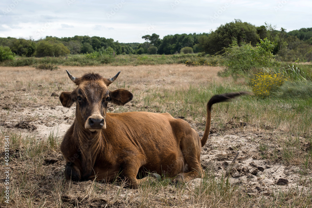 sea cows in pastures in ssea cows in pastures in southwestern Franceouthwestern France