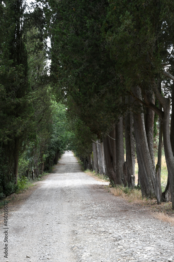 white road with cypresses in the Tuscan countryside, Italy