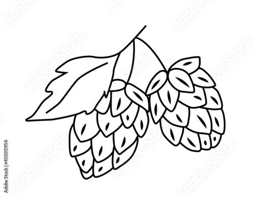 Hop cones with a leaf. For packaging, template, beer. Vector outline hand drawn illustration in doodle style