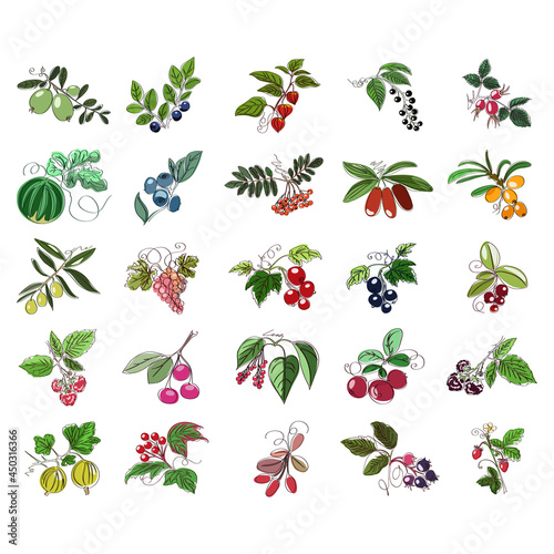 Set of abstract fruit and berry plants on a white background