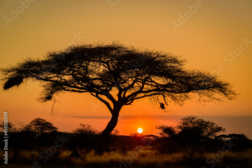 Acacia (Faidherbia) tree in silhouette at sunset. Kenya. photo