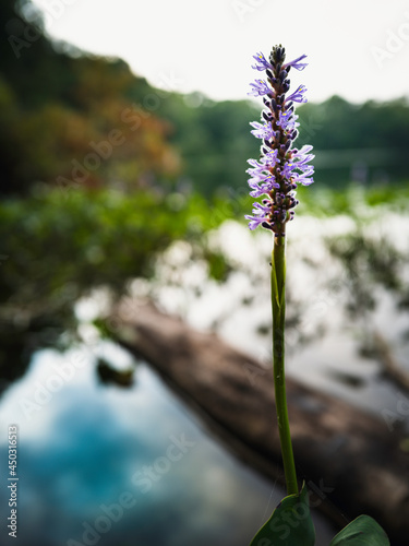 Purple Flower Head of Pontederia aquatic plants or pickerel weeds on the blurred tranquil pond background. 