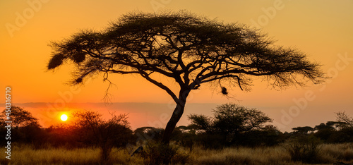 Acacia (Faidherbia) tree in silhouette at sunset. Kenya. photo