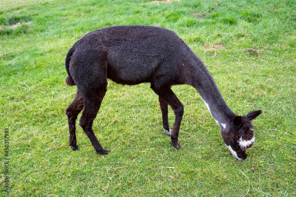 Black alpaca in green field at the animal farm in U.K
