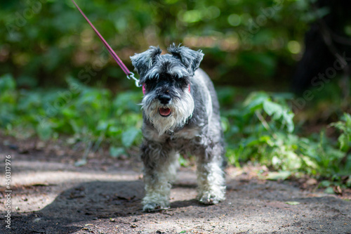 Zwergschnauzer