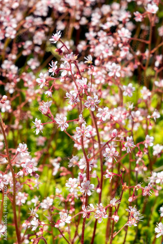 Saxifraga x urbium a spring summer flowering plant with a pink white summertime flower commonly known as London Pride or non so pretty, stock photo image Saxifraga x urbium a spring summer flowering plant with a pink white summertime flower commonly known as London Pride or non so pretty, stock photo image