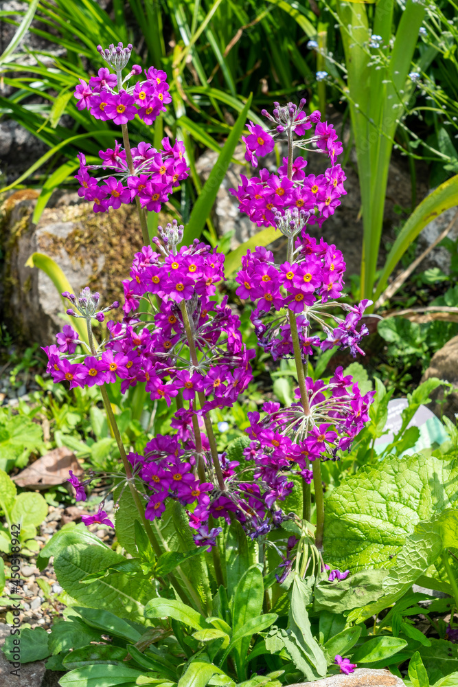Primula Candelabra a spring summer flowering plant with a purple summertime flower commonly known as candlestick primrose, stock photo image