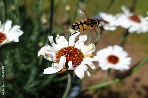 Rhodanthemum 'Casablanca' a spring summer flowering plant with a white summertime flower commonly known as Moroccan daisy with a hoverfly bee insect, stock photo image