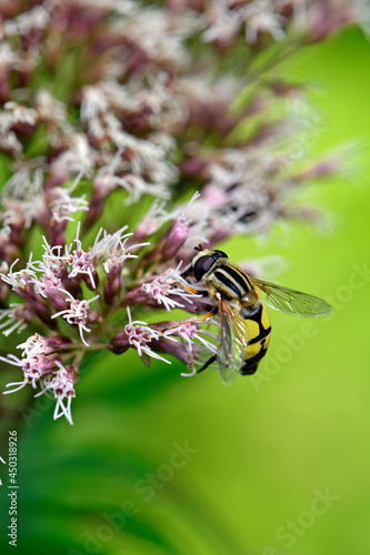 Große Sumpfschwebfliege // Hoverfly  (Helophilus trivittatus) photo