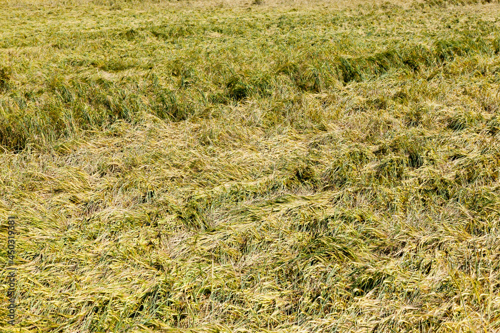 an agricultural field with wheat in summer an agricultural field with wheat in summer