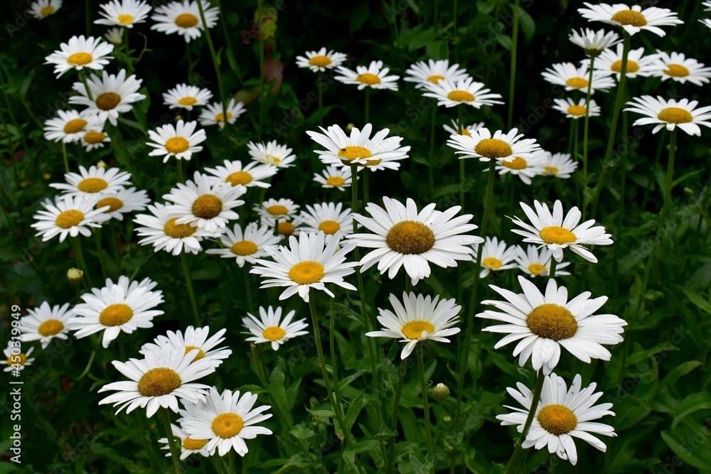 Lovely blossom daisy flowers background. Lovely blossom daisy flowers background.