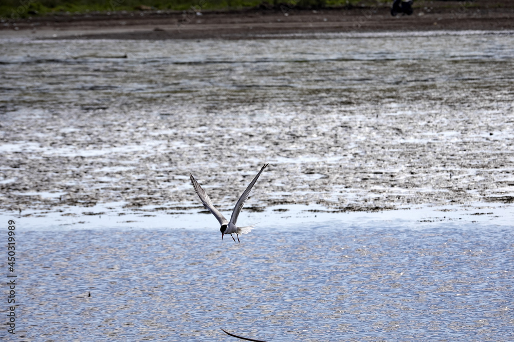 Common Tern. Stern Hirundo, looking for fish in the sea, then the dhemit is thrown at them. Albania. Common Tern. Stern Hirundo, looking for fish in the sea, then the dhemit is thrown at them. Albania.