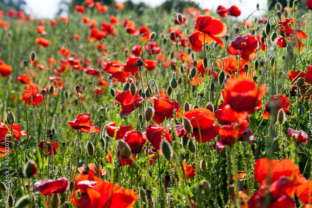 Obraz premium summer red poppies with defects