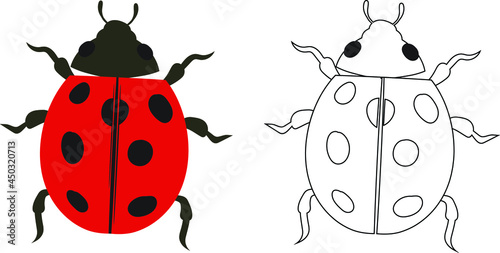 Ladybug beetle ladybird Illustration Fill and Outline Isolated on White Background. Insects Bugs Worms Pest and Flies. Entomology or Pest Control Business graphic elements.