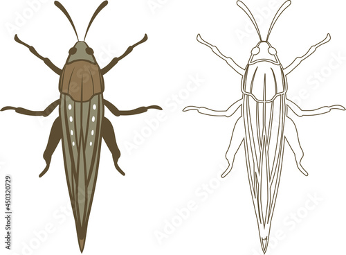 Realistic Illustration of Locust or Grasshopper Insect. Isolated on White Background. Insects Bugs Worms Pest and Flies.