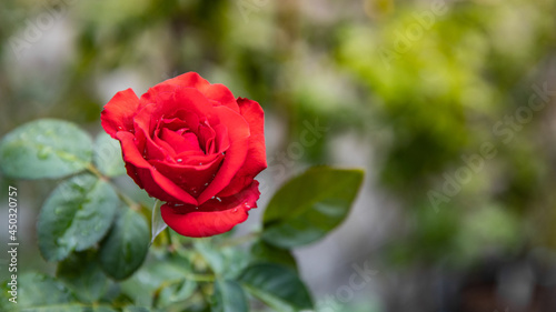 Red Roses on a bush in a garden. Thailand