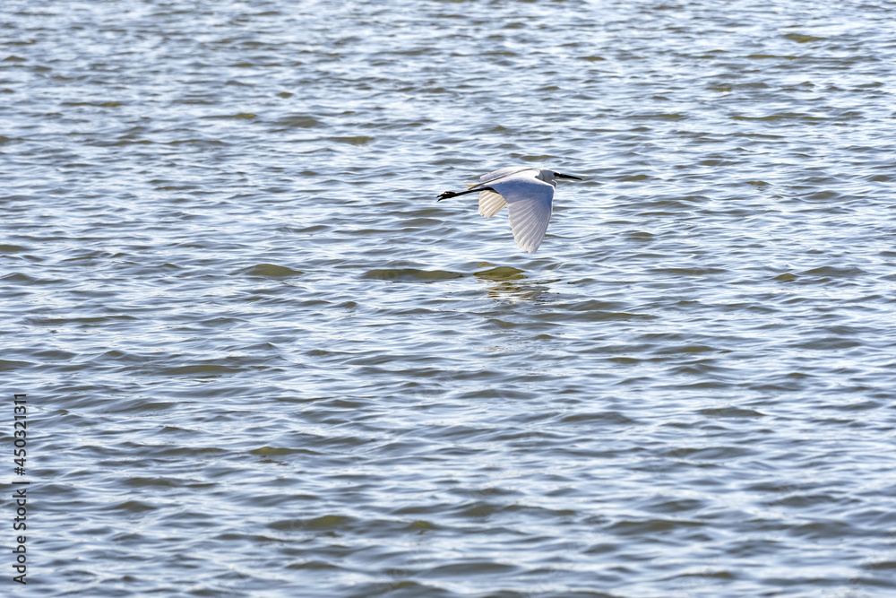 Great White Egret, Egretta albums, years over the sea and looks out for food. Divjaka. Albania. Great White Egret, Egretta albums, years over the sea and looks out for food. Divjaka. Albania.