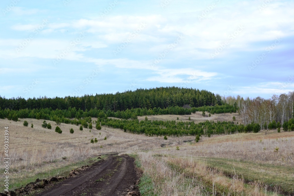 Fototapeta premium vineyard in the spring