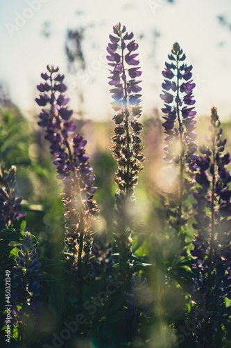 Blooming purple lupine in natural sunlight