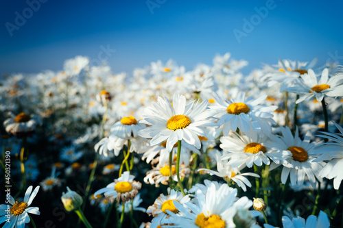 Summer landscape with delicate wild daisy field in the sunlight