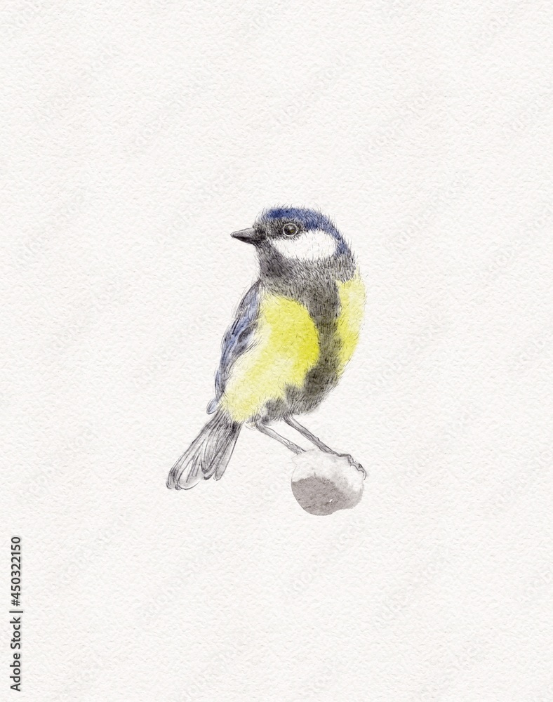 Obraz premium Great tit bird graphic illustration hand painted