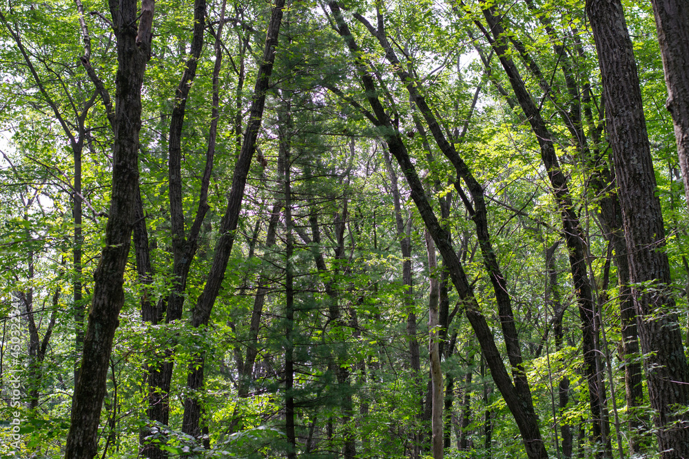 Tall trees and green leaves around a hiking trail